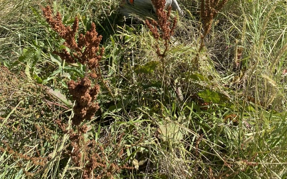 Bailey, a sniffer dog and part of the Conservation Dogs Programme, at Okorewa Lagoon, South Wairarapa.