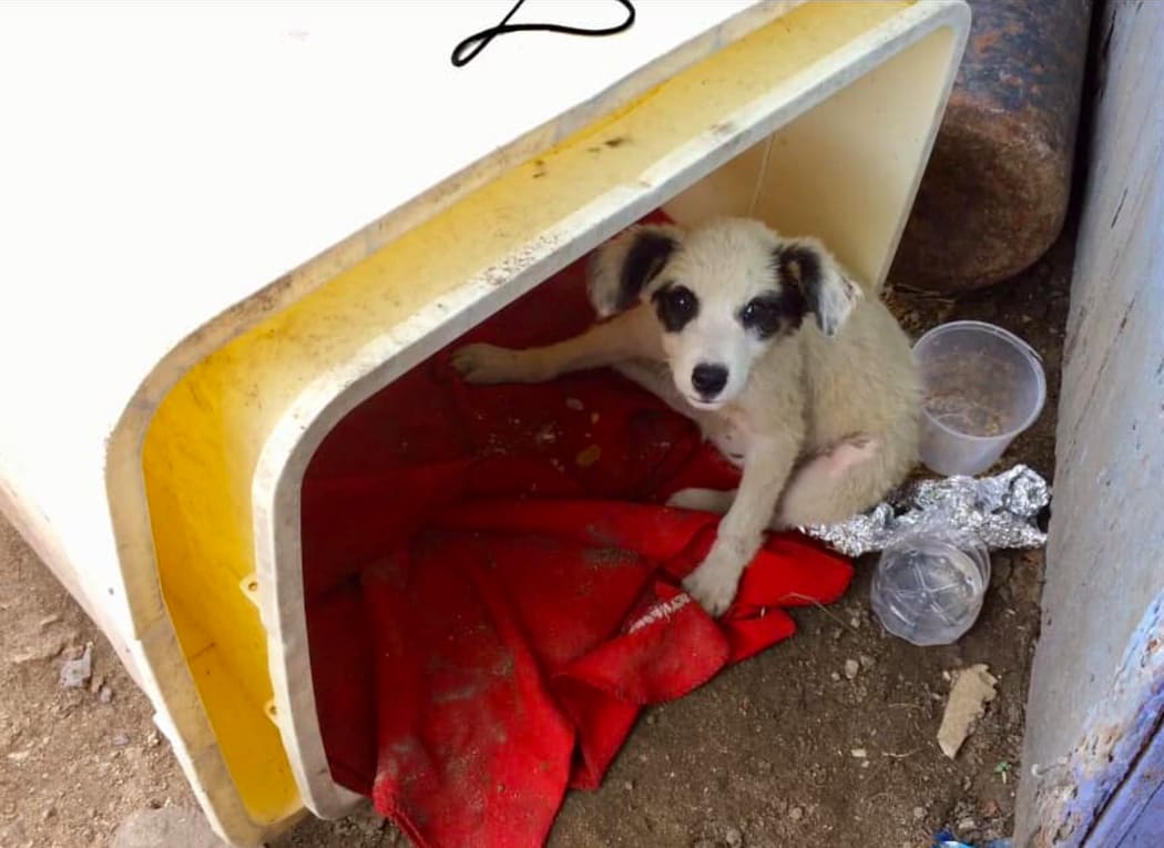 Dog under the care of Tonga Animal Welfare Society