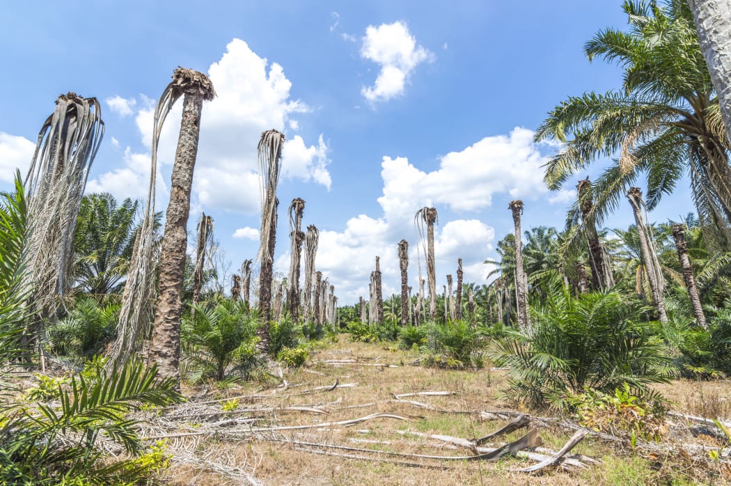 Replanting at a palm oil plantation.