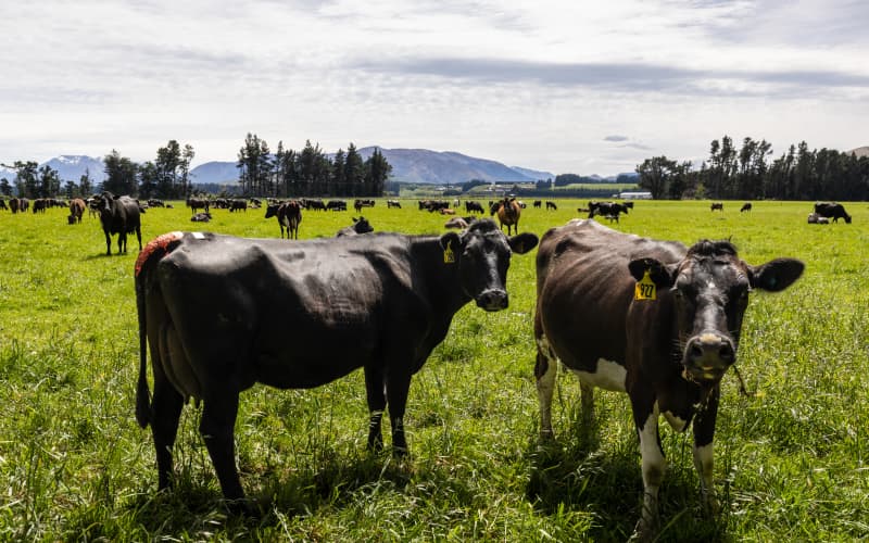 Greenhouse Gas Levels Reach Record Highs in New Zealand