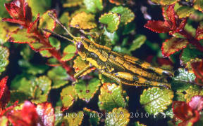 North Island grasshopper