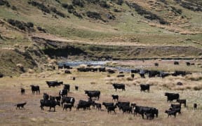 Beef cattle on Molesworth Station