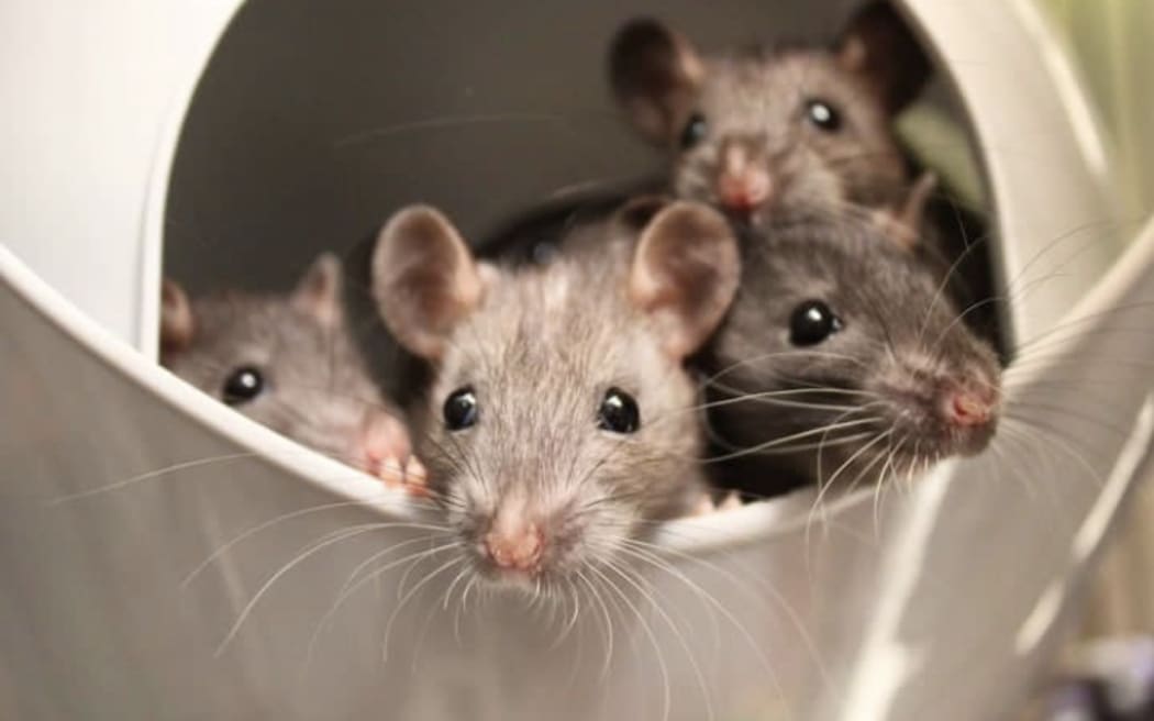For the love of rats: 'They are actually quite sweet' | RNZ News
