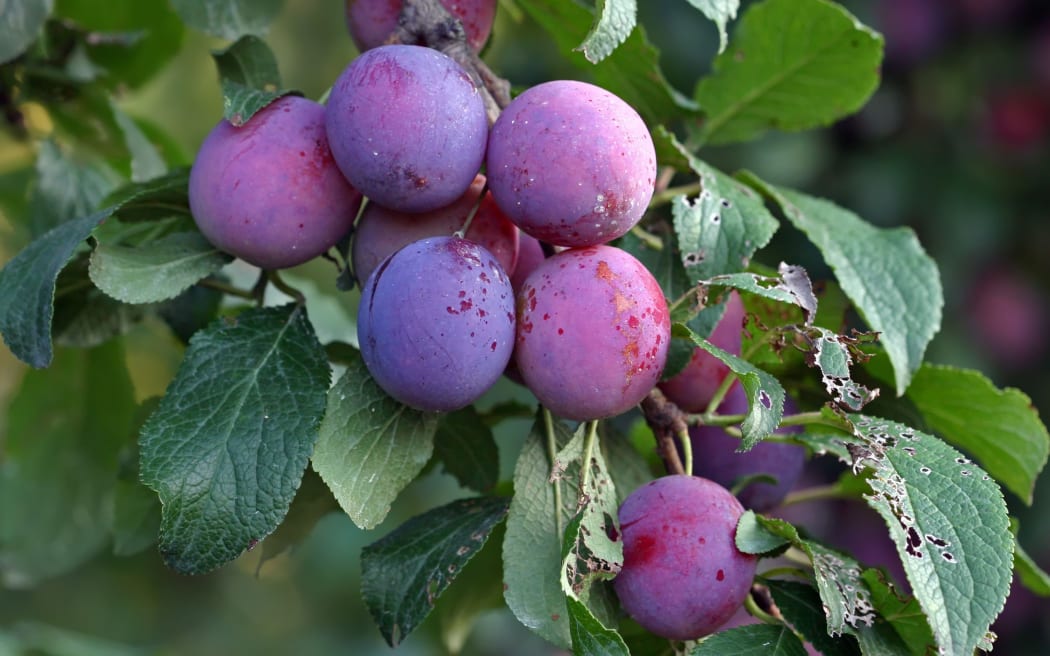 Fruitsof a Stanley prune plum (Prunus domestica) ripen in the late summer sun on a tree in a home orchard.
