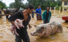 A man rescues his pigs after the overflowing of the Ulua River in the municipality of El Progreso, department of Yoro, Honduras on November 5, 2020.