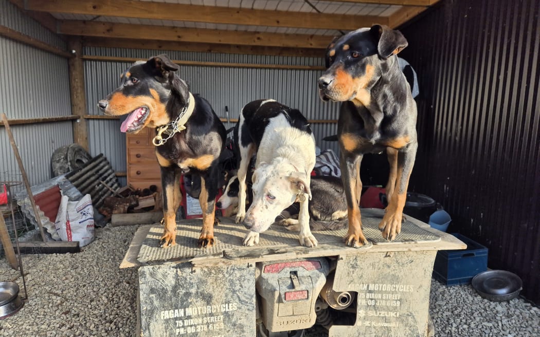 At 10 months old Miley (left) still has some growing to before she'll be the same size as her big sister Duchess (right) or even heading dog Ghost.