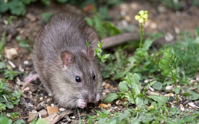 Killing rats could save coral reefs, scientists say | RNZ
