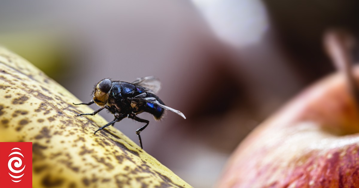 Buzz off: Why there are so many flies around and how to get rid of