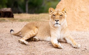 Lioness Aziza has come from Australia to Auckland Zoo.