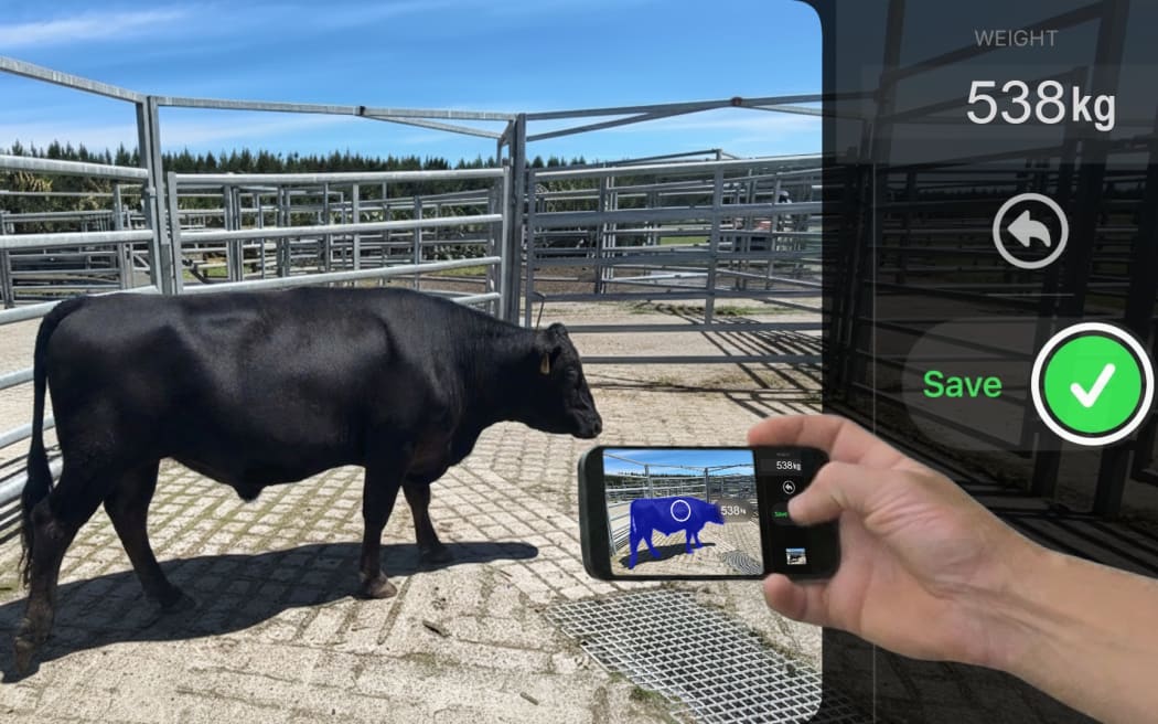 Scanabull, an agritech startup from Waikato has developed a new system that can estimate cattle weight in one second using a smartphone - no yards, no crush, no manual weighing required.
