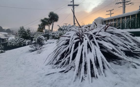 Winter's morning in Dunedin