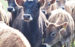 Dairy cow