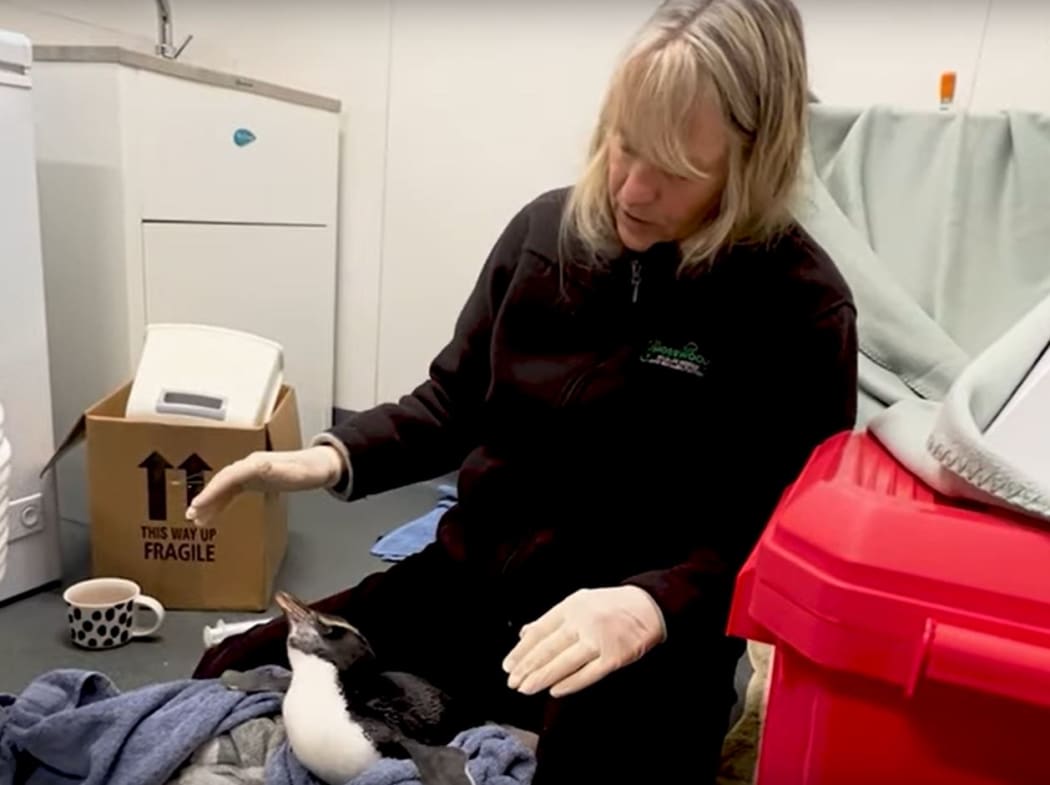 Tracey Wilson from the Mosswood Wildlife Rescue and Rehabilitation Centre at Koroit in Victoria with a Tawaki penguin she is nursing back to health.