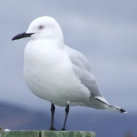 Photo for Tarāpuka