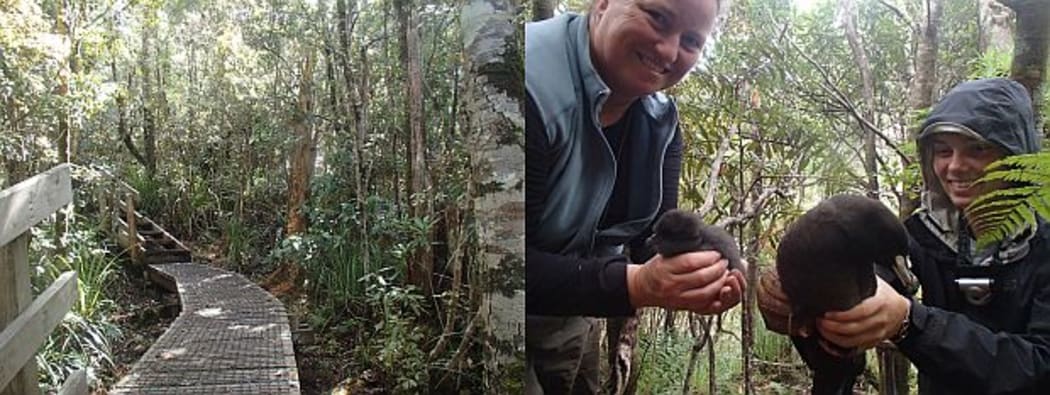 Boardwalked tracks on Great Barrier Island's Mount Hobson are to protect black petrel burrows from damage. Biz Bell and Katherine Clements hold a parent black petrel and its chick