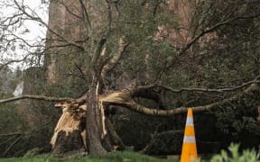 A fallen tree outside Wellington Cathedral of St Paul.