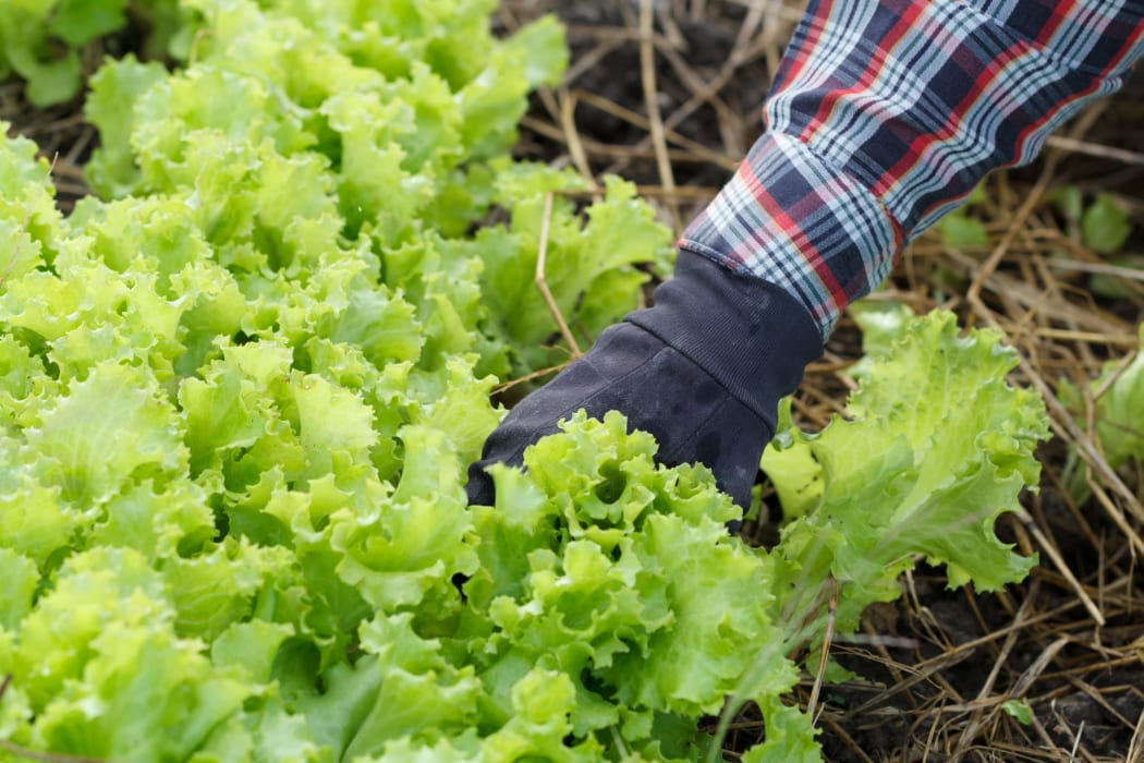 One German backpacker said she quit her farm job in Waikato last week because she was earning below the minimum wage.