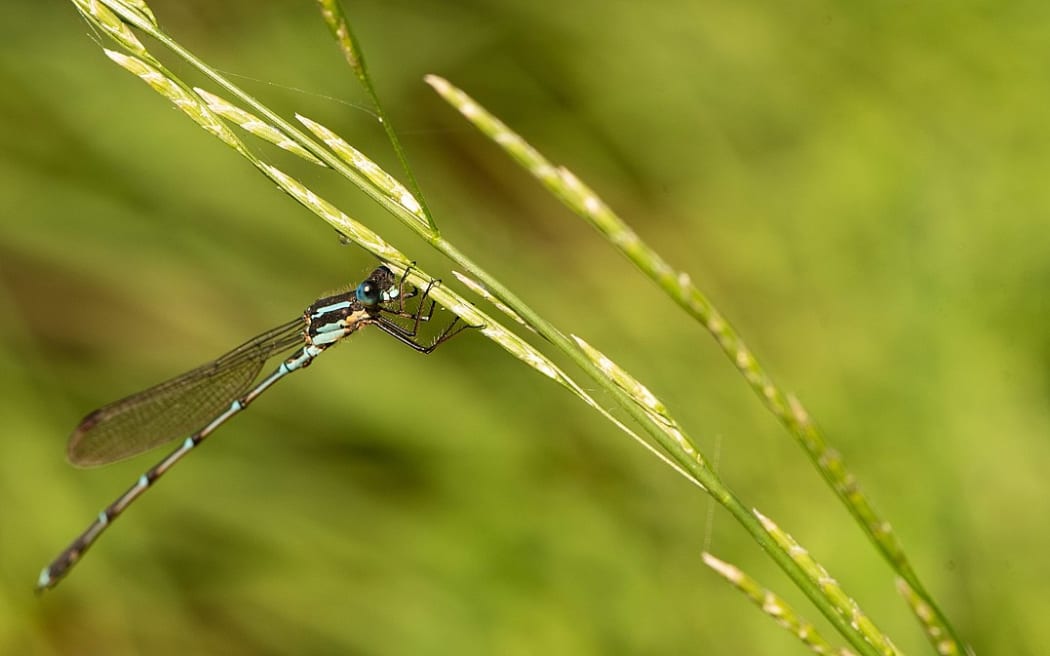 Austrolestes colensonis Blue damselfly