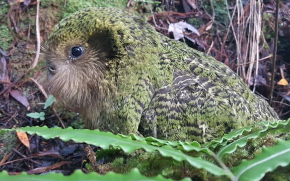 One of three chicks fathered by Gulliver, who has rare Fiordland genes. The chick's mother is Suzanne.