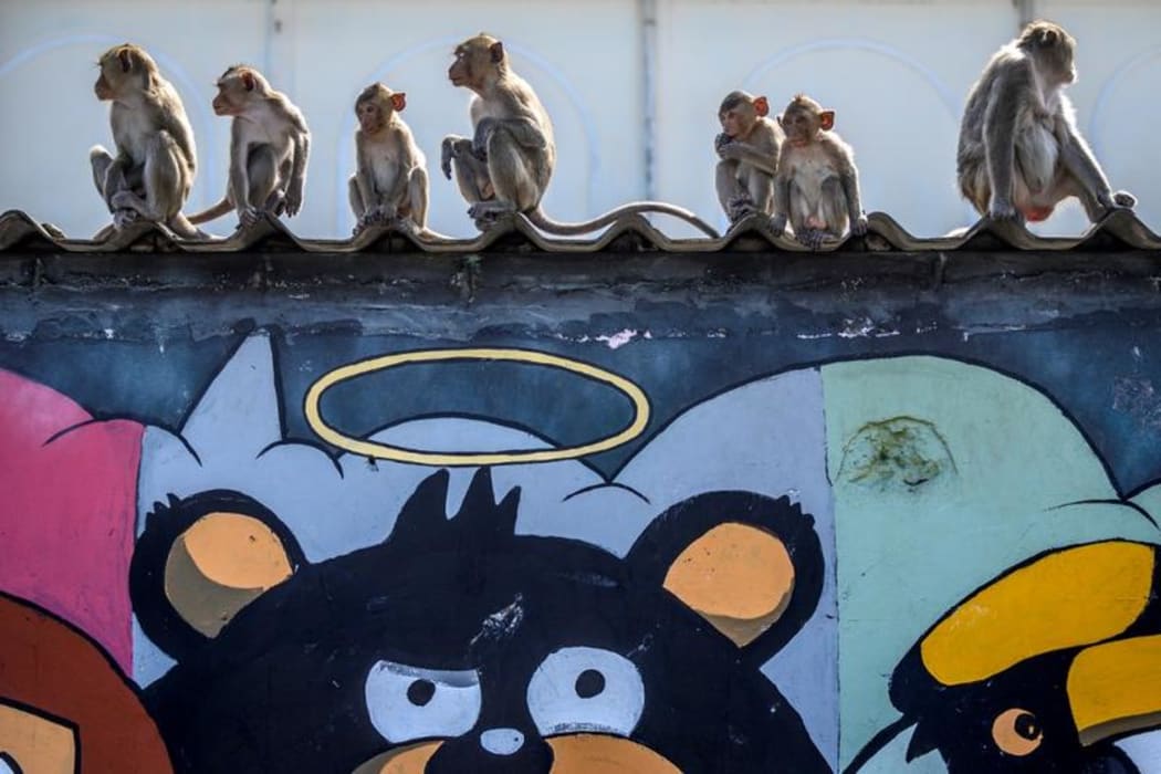 Longtail macaques sitting on a rooftop in the town of Lopburi.