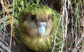 Sinbad was fathered by the last remaining Fiordland kākāpō male, Richard Henry, and is important for the genetic diversity of the species.