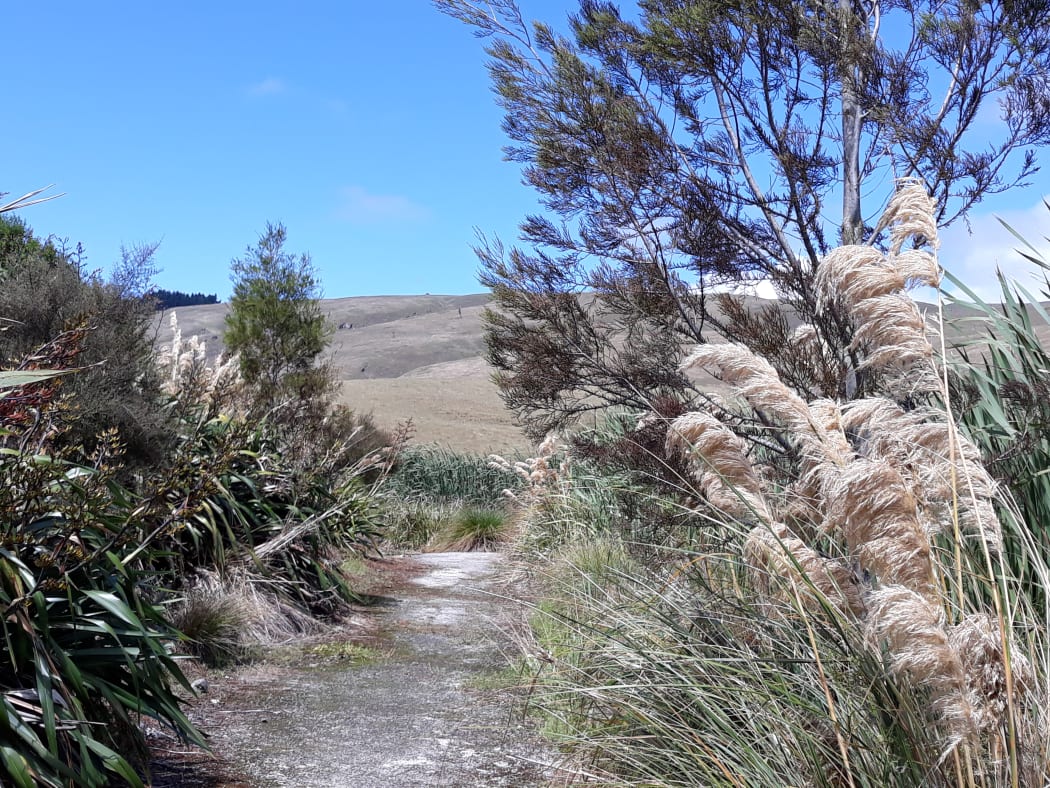 Pekapeka Wetlands, Hawke's Bay