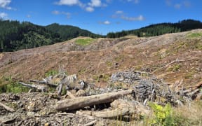 A harvesting site in the Waimata Valley near Gisborne.