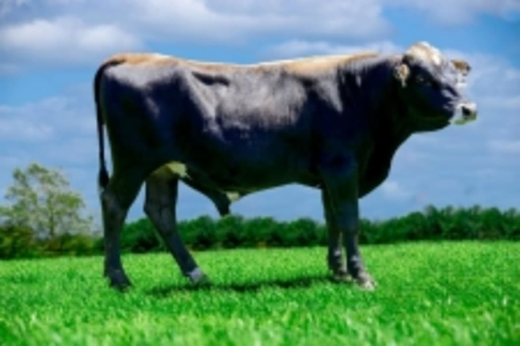 The Kiwipole breed bull 'Slick Himeros'.