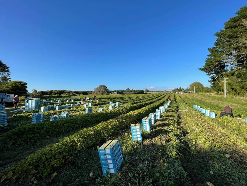 Enzed Exotics kiwano vines, at Te Puke.