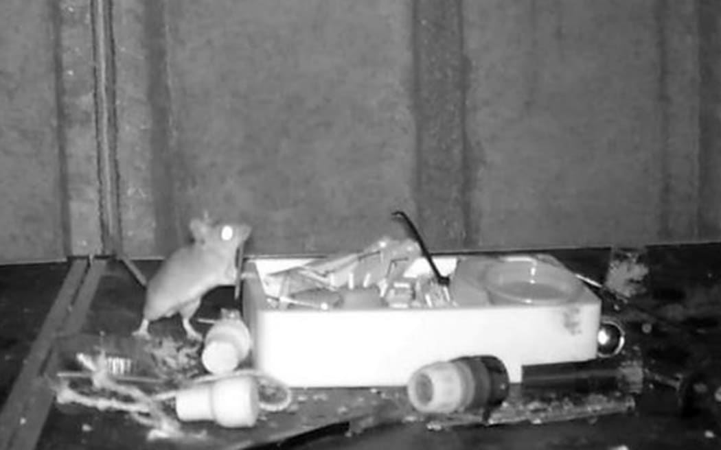 Retired postman Rodney Holbrook says a mouse has been tidying the workbench in his shed.