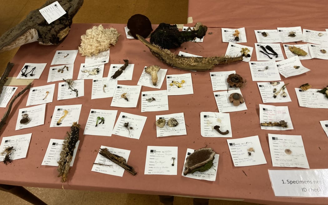 A table covered with various fungi and little descriptive cards outlining where it was found and other details