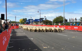 The running of the wools