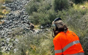 'Seeker' wallabies being dropped off in South Canterbury