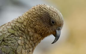 Kea