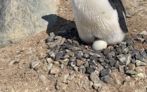 Nesting Adelie Penguin