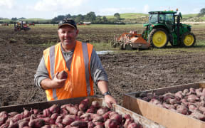 Dargaville kumara grower Doug Nilsson checks the seed kumara that will form the basis of next year's crop. Photo: RNZ / Peter de Graaf