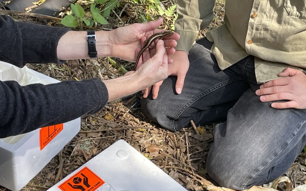 A striped skink found at the Mt Messenger Bypass construction site.