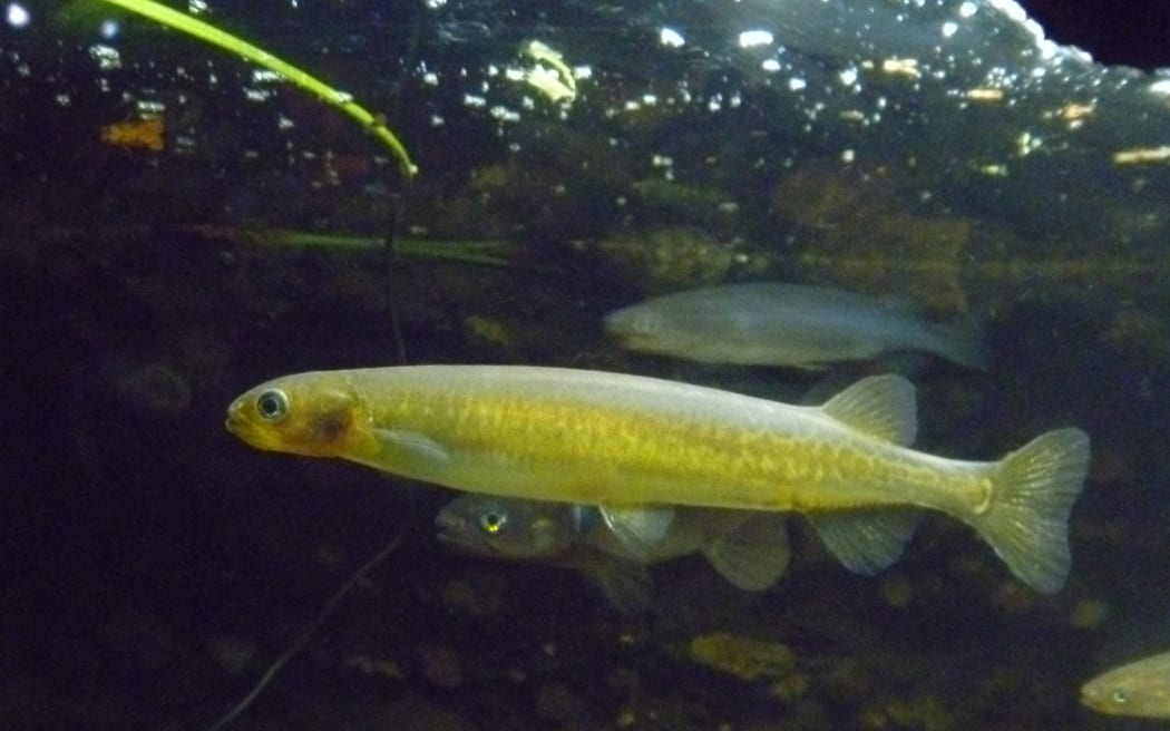 Inanga, a species fished as whitebait.