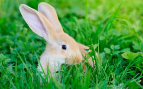 Rabbit on grass