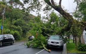 A tree in Upland Road in Kelburn, Wellington smashed through the roof of a parked car Sunday 10 December.
