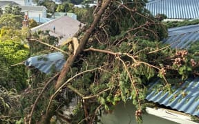 Wellington resident William Ray said a massive branch flattened the roof of his house during this week's storm, forcing his family to evacuate.