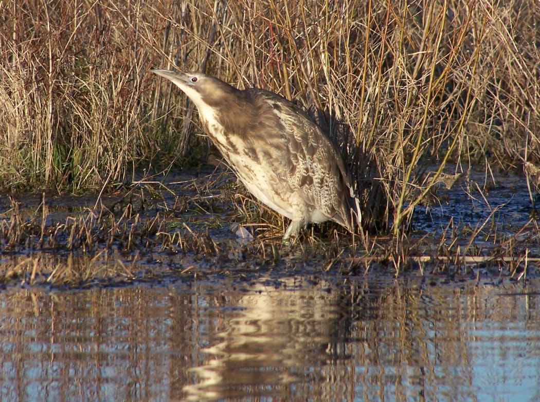 Bittern standing at the edge of reeds and water