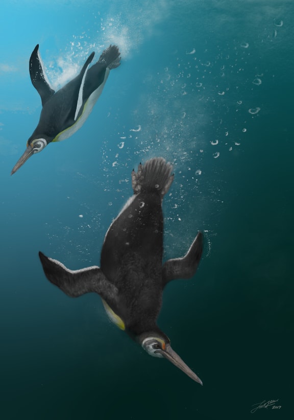 Artists’ impression of Kupoupou stilwelli.