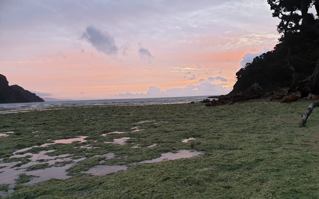 A beach at dusk. The tide is out and the shore is covered in a thick green carpet of caulerpa. The sky is pink-grey.