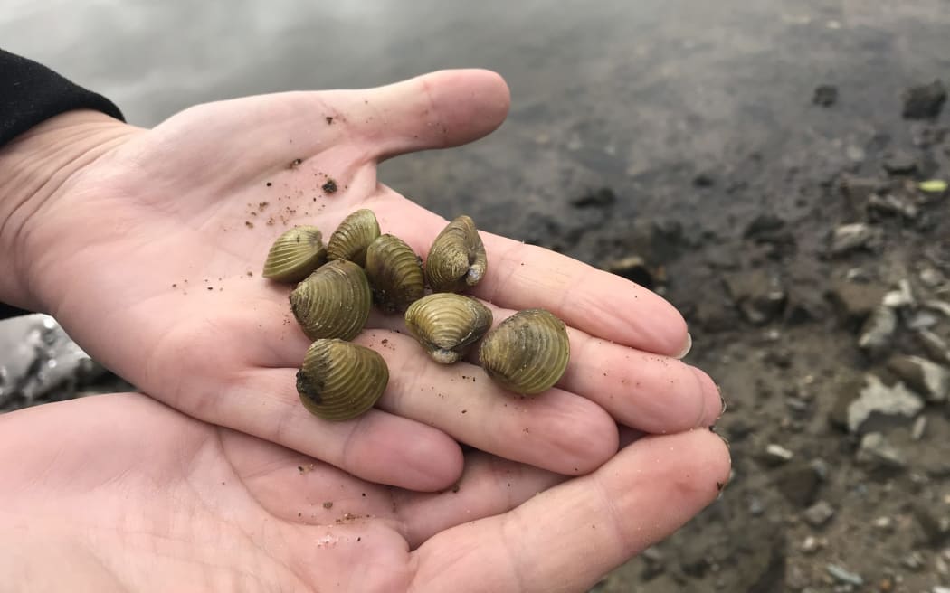 Freshwater gold clams from the Waikato River.