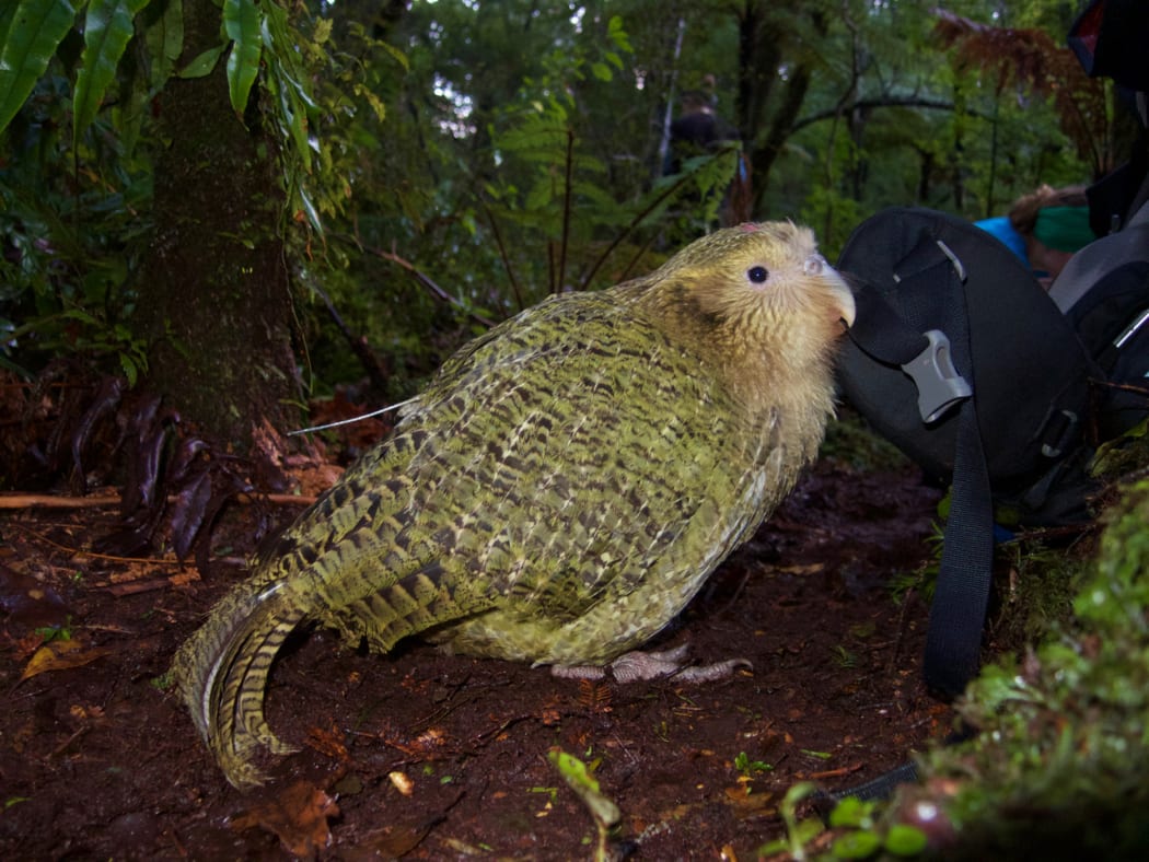 kākāpō with transmitter