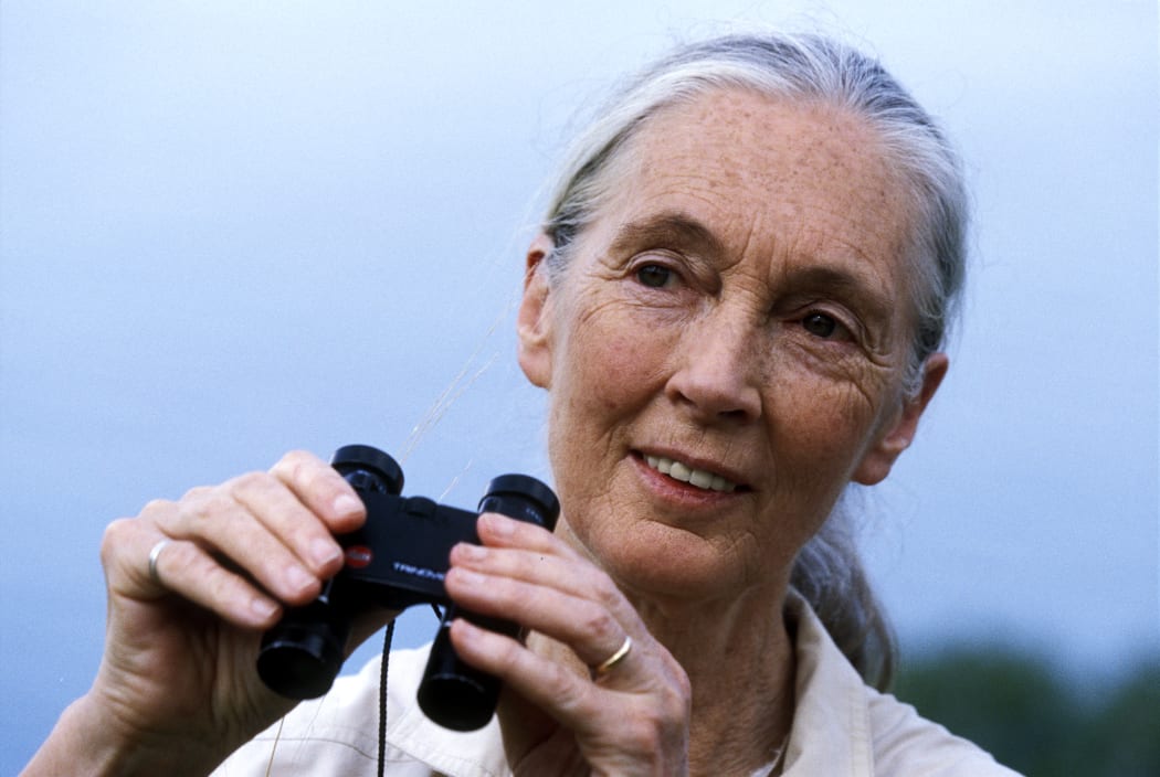 Jane Goodall looking through binoculars