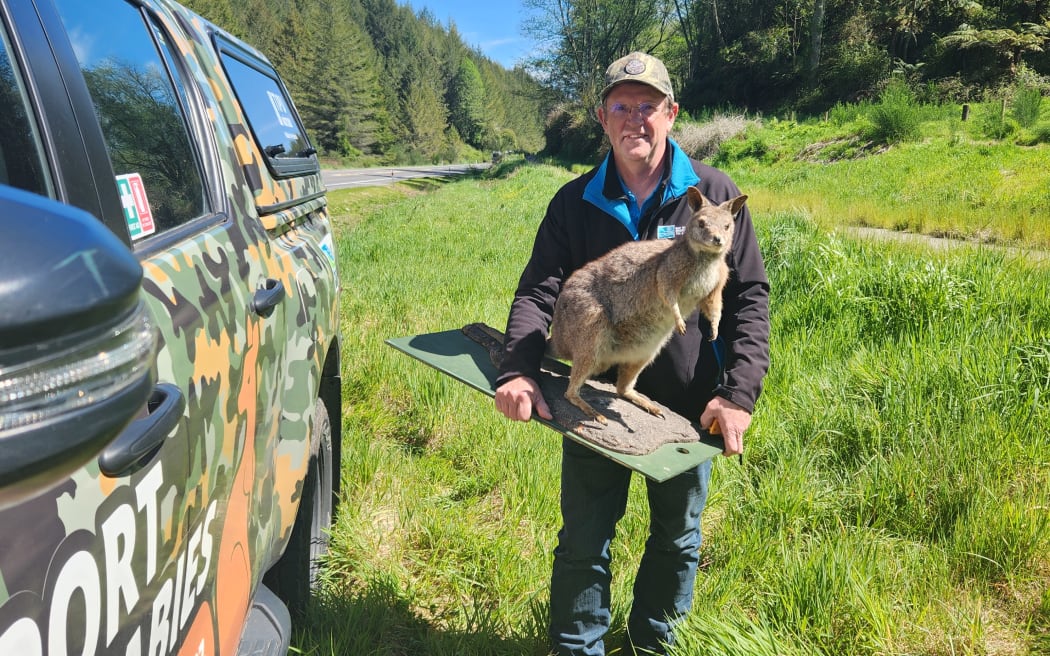 Dale Williams is in charge of the wallaby control programme at the Bay of Plenty Regional Council