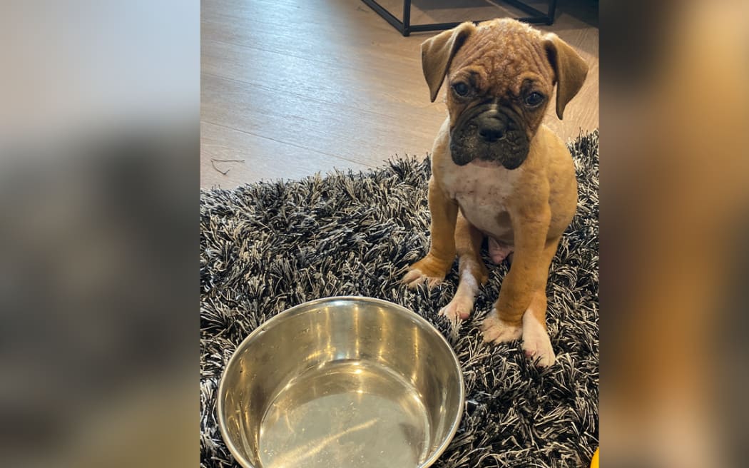 Boxer puppy Loki was put down soon after being bought from a breeder, over a suspected congenital issue.