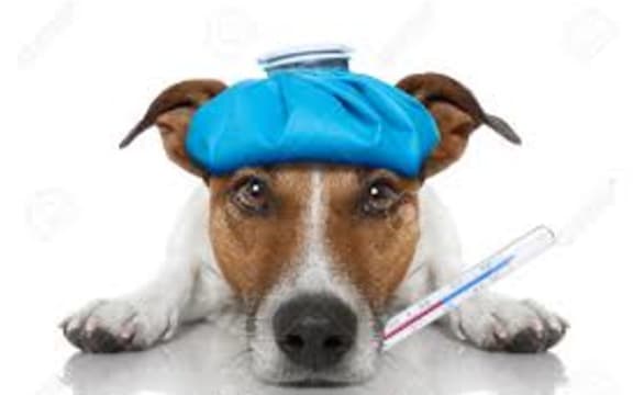 sick dog